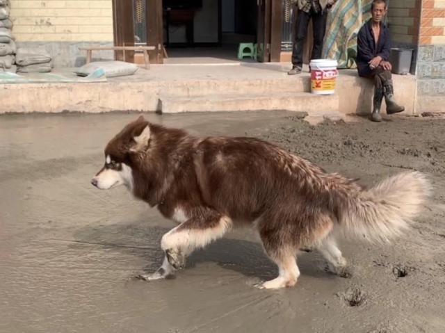 网红狗狗可乐忽然离世粉丝要求克隆复活能行吗