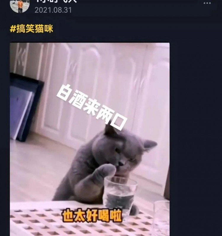 过年了我劝你千万别给猫吃这些东西