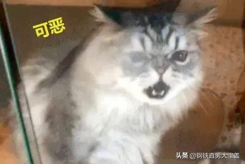 猫咪寄养宠物店回来之后大发雷霆