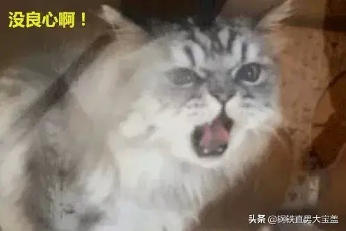 猫咪寄养宠物店回来之后大发雷霆