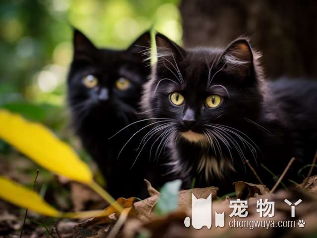 昆明三剑客宠物馆，猫洗完要拉直吹？猫咪很亲人？值得一试!