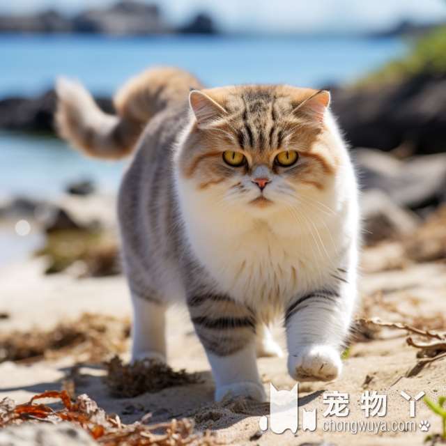 猫咪洗护？如何让你家猫猫更有魅力?