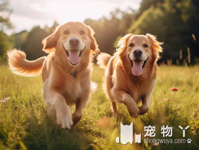 哪种狗是天生的警犬？中国昆明犬当之无愧